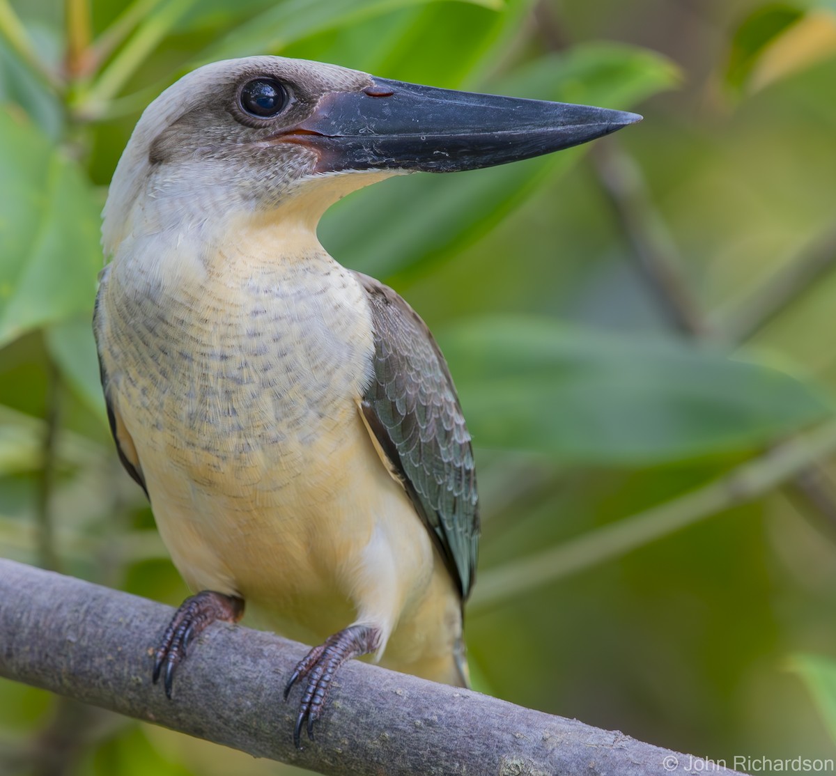 Great-billed Kingfisher - ML624499362