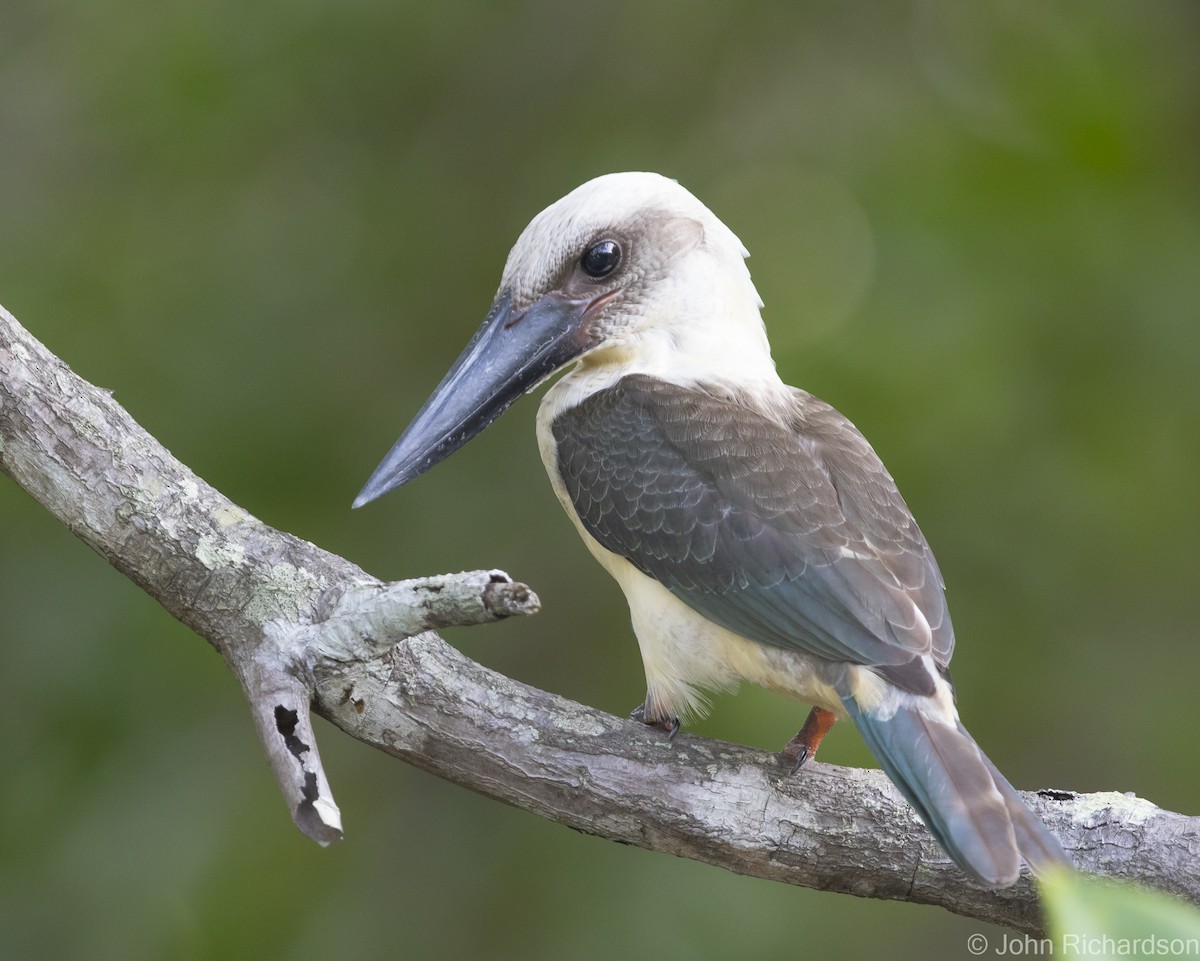 Great-billed Kingfisher - ML624499363