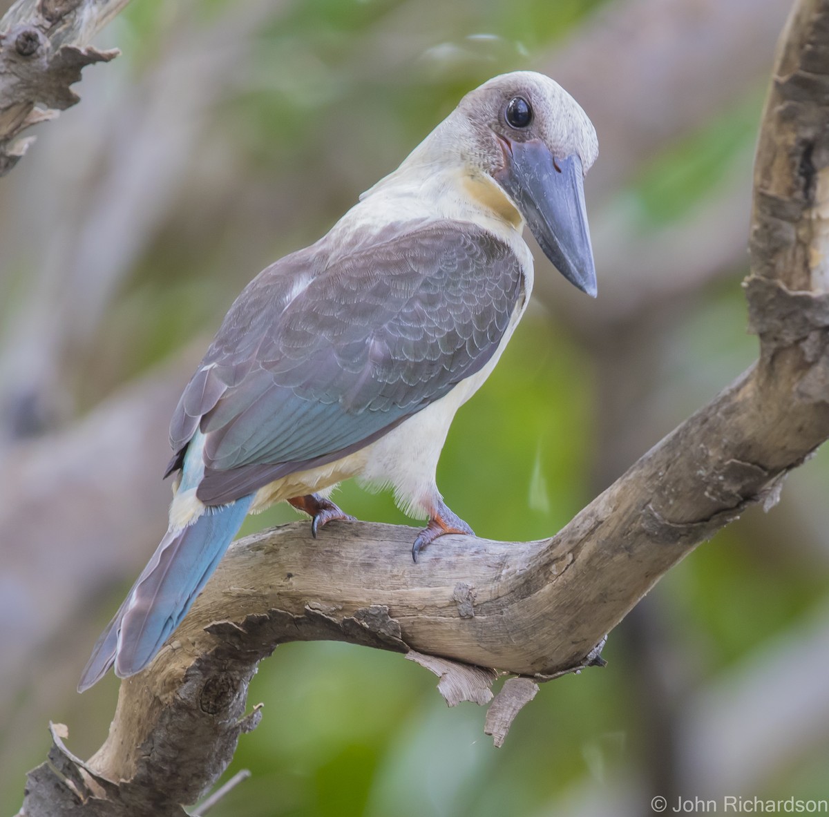 Great-billed Kingfisher - ML624499364