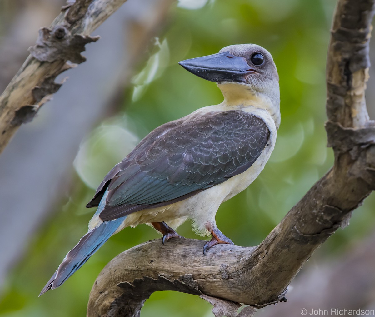 Great-billed Kingfisher - ML624499366