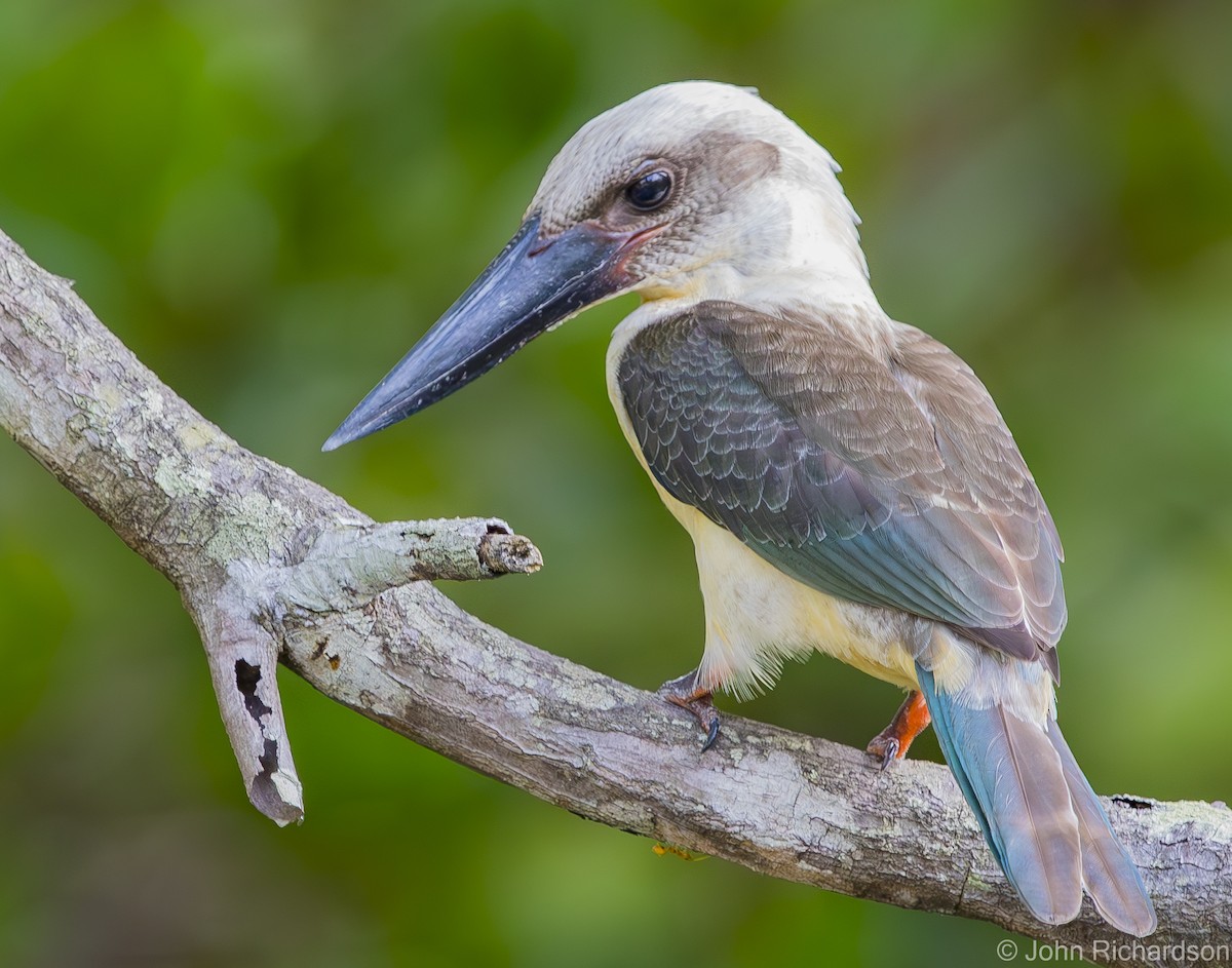 Great-billed Kingfisher - ML624499367