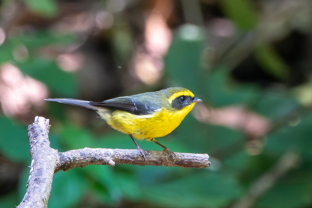 Yellow-bellied Fairy-Fantail - ML624499387