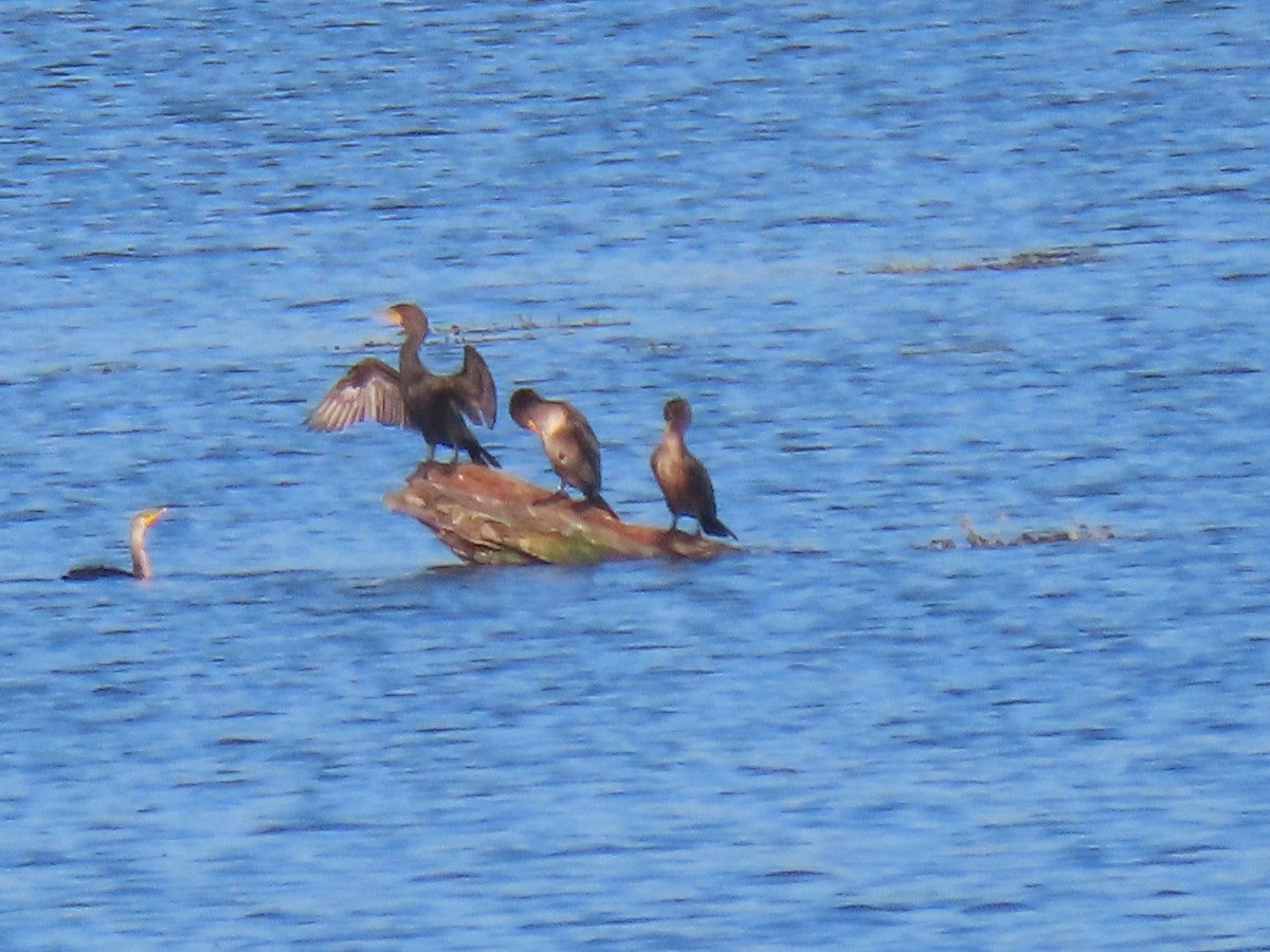 Double-crested Cormorant - ML624499487