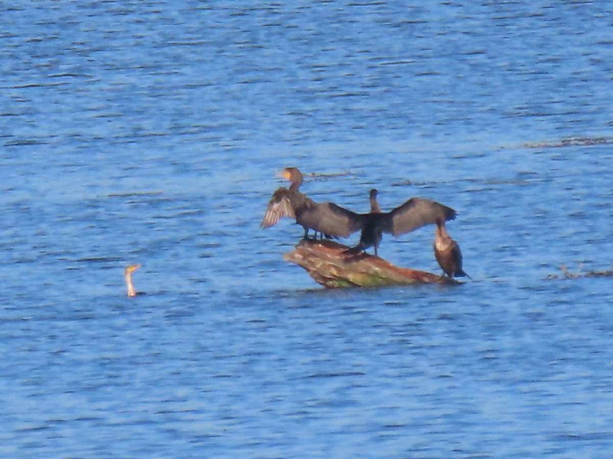 Double-crested Cormorant - ML624499495