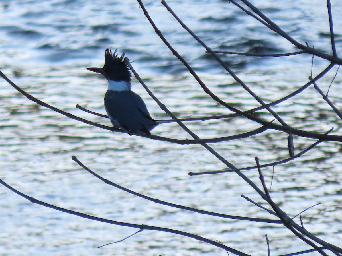 Belted Kingfisher - ML624499553