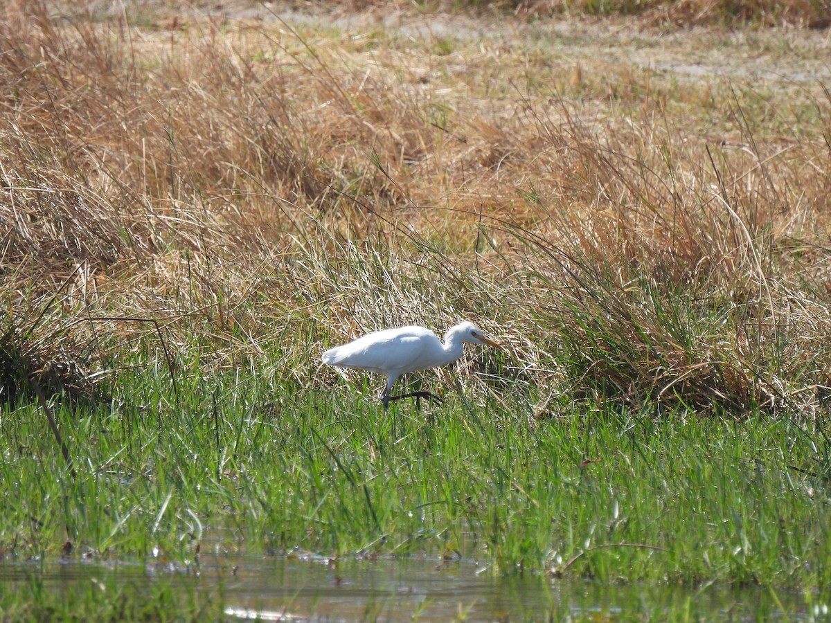 Yellow-billed Egret - ML624499559