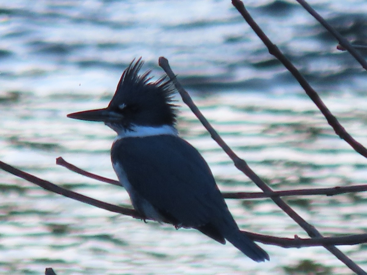 Belted Kingfisher - ML624499564