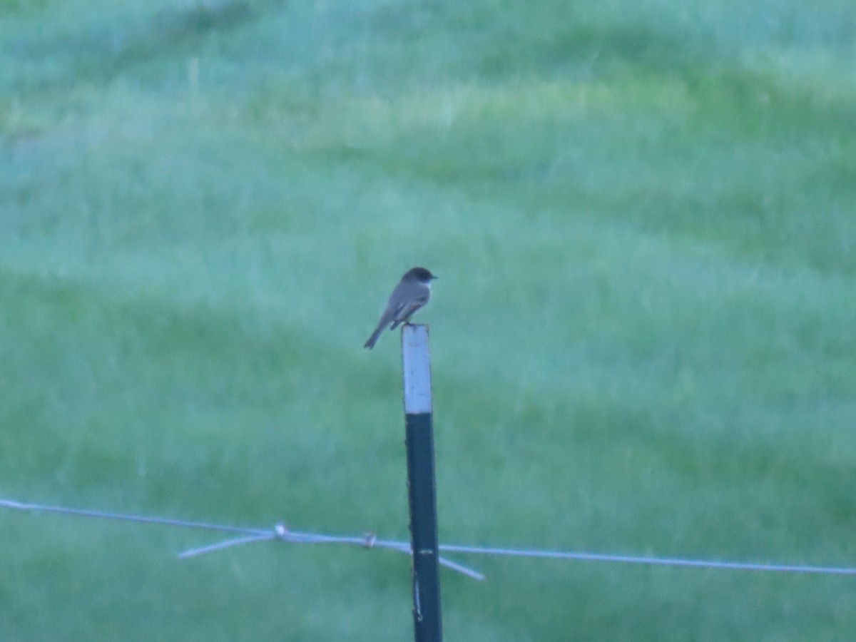 Eastern Phoebe - ML624499585