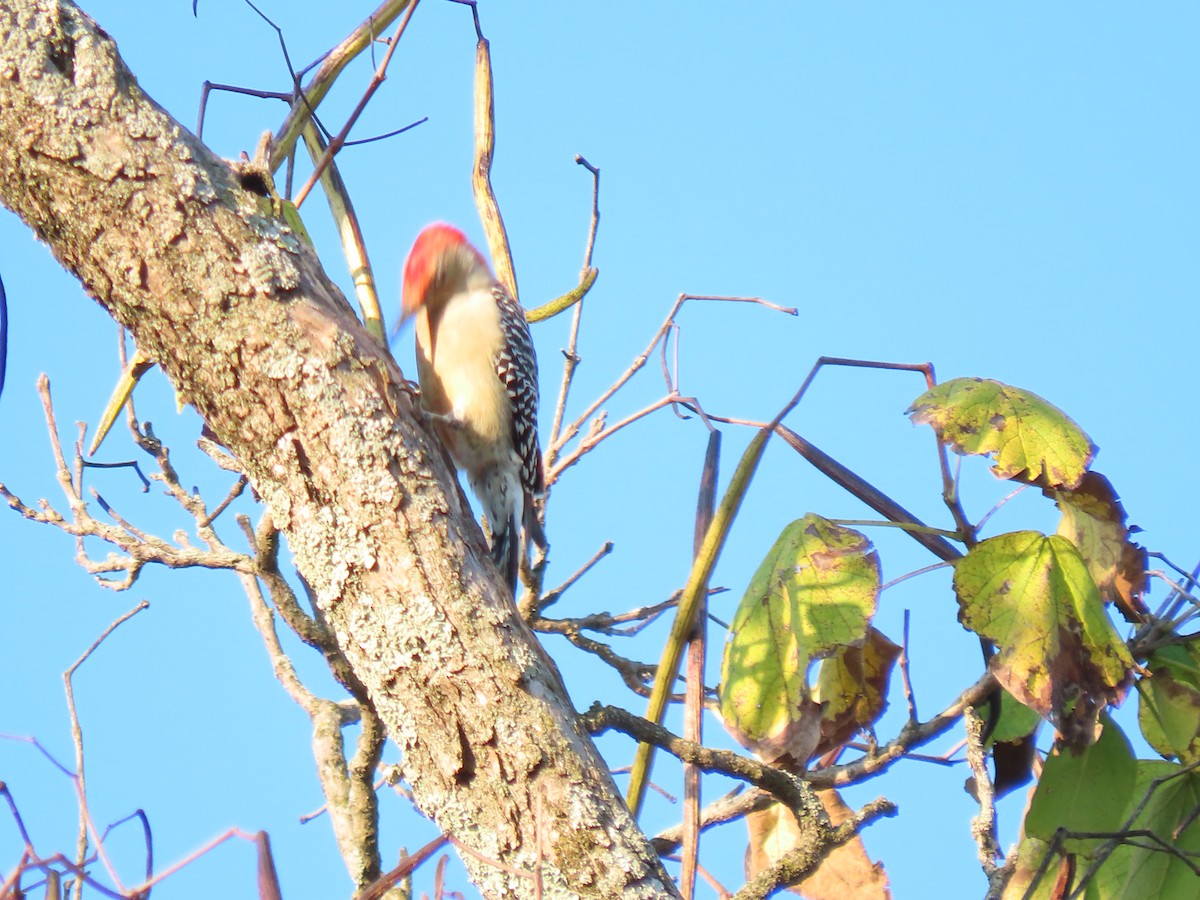 Red-bellied Woodpecker - ML624499591