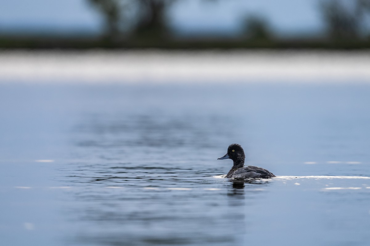 Lesser Scaup - ML624499599