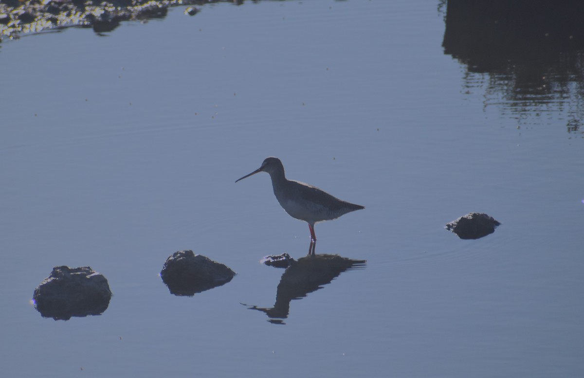 Spotted Redshank - ML624499601