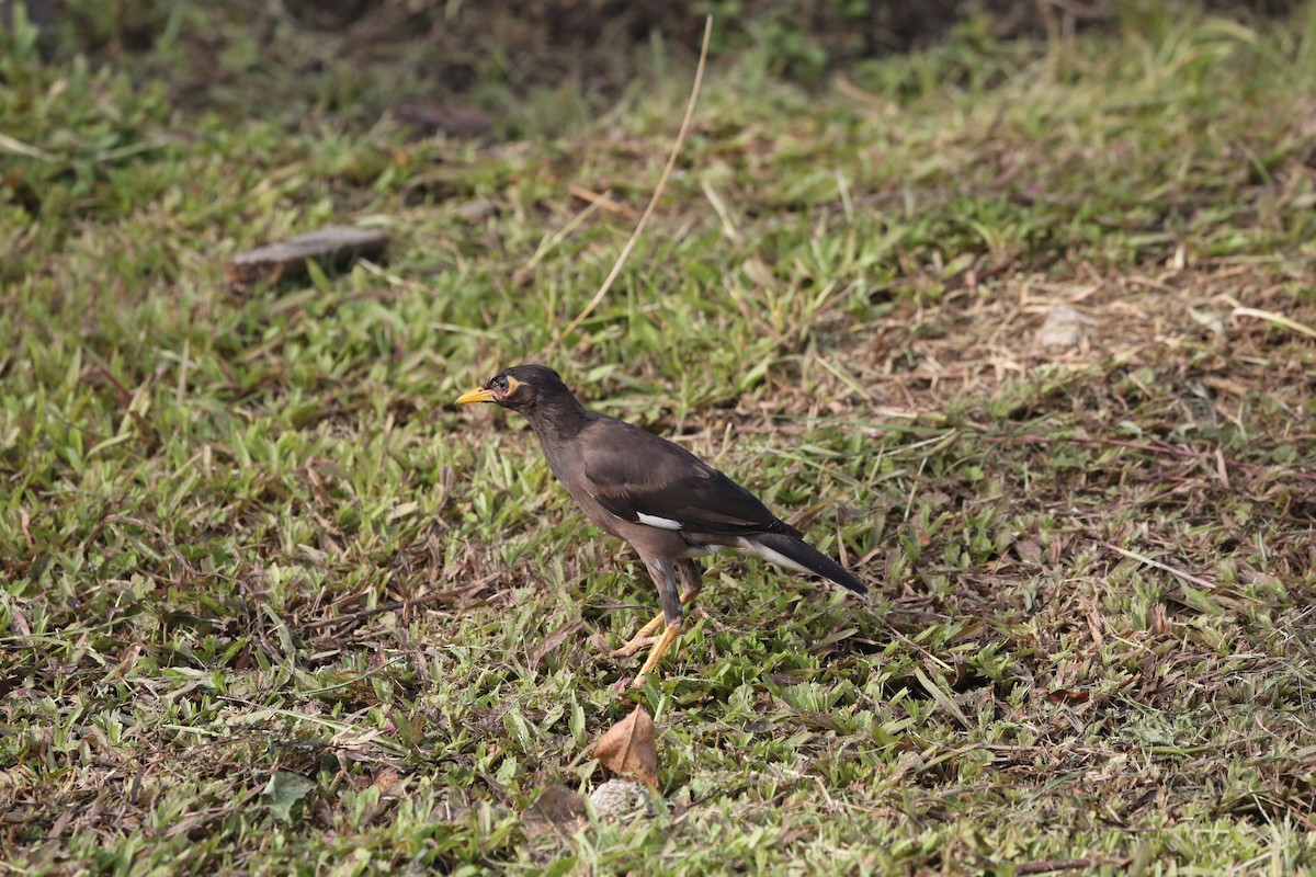 Common Myna - ML624499852