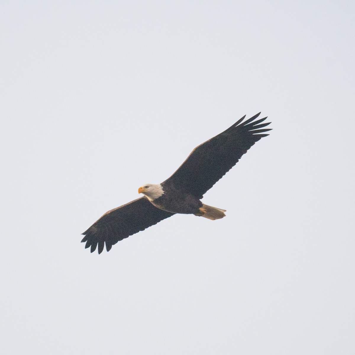 Bald Eagle - ML624499856
