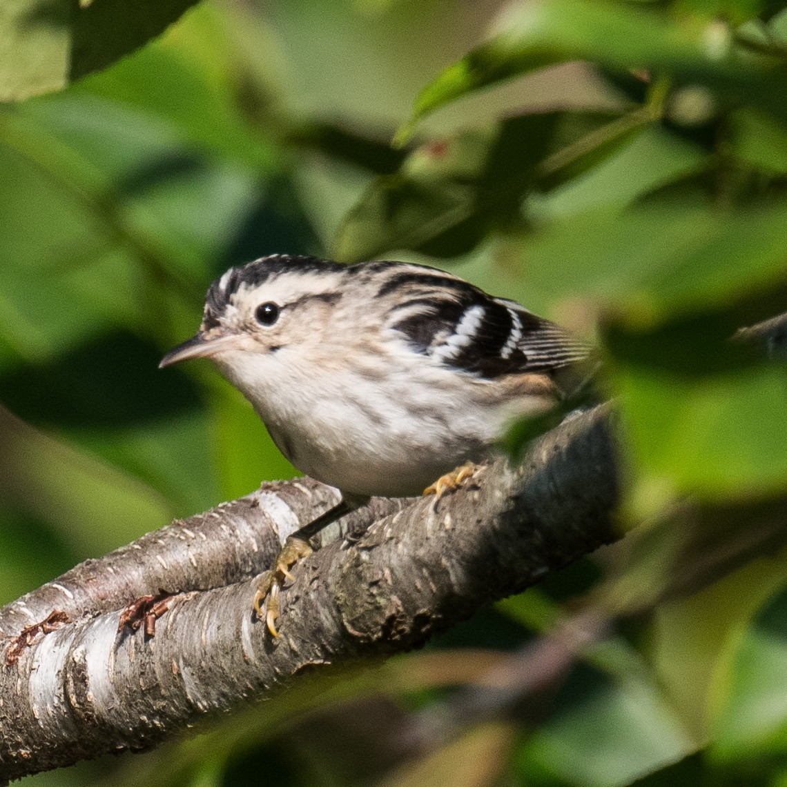 Black-and-white Warbler - ML624499881