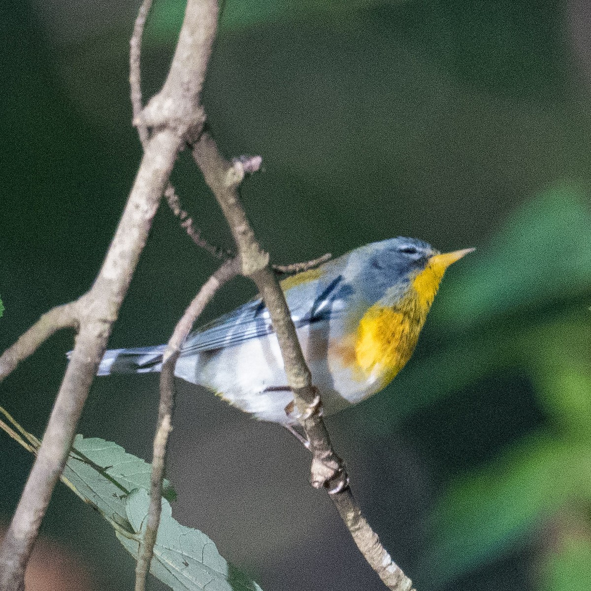Northern Parula - ML624499883