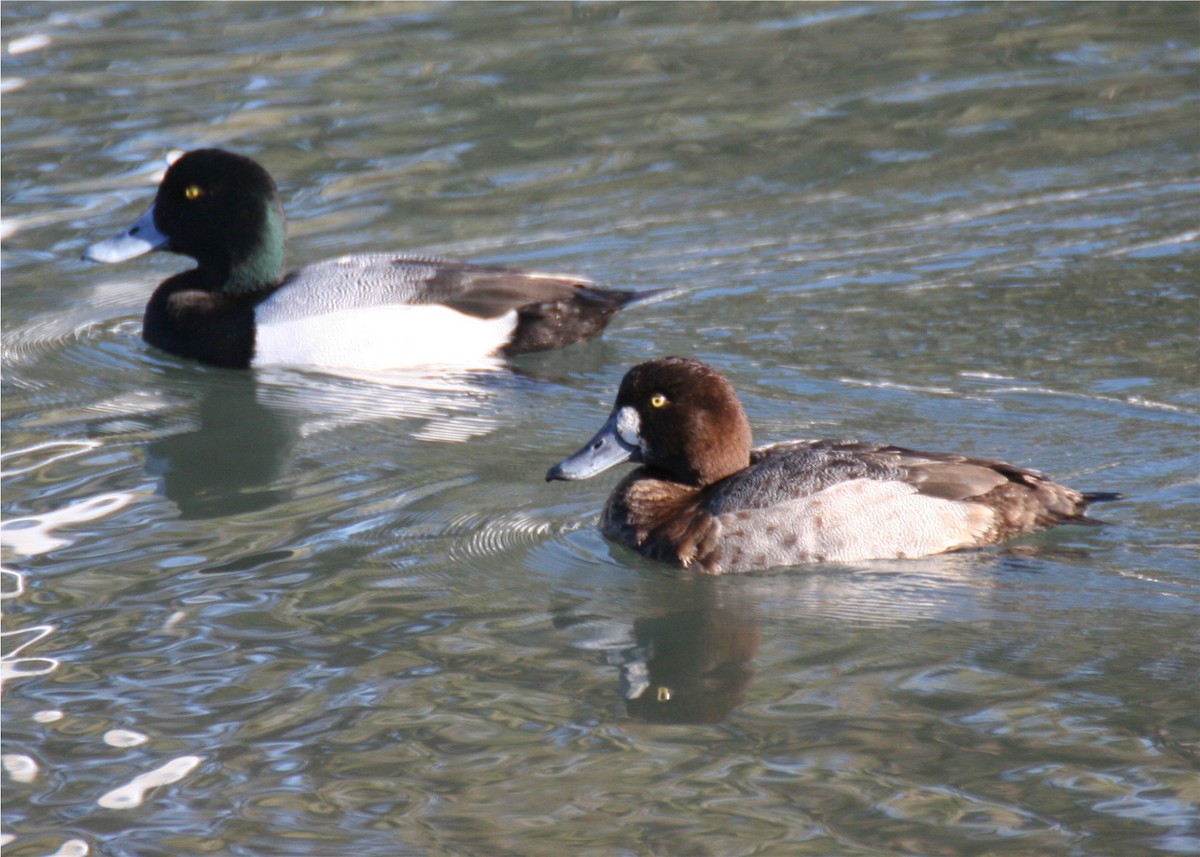 Lesser Scaup - ML624500018