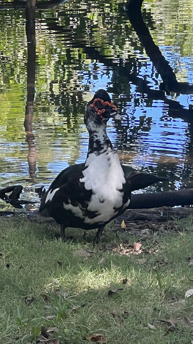 Muscovy Duck (Domestic type) - Richard Abbondante