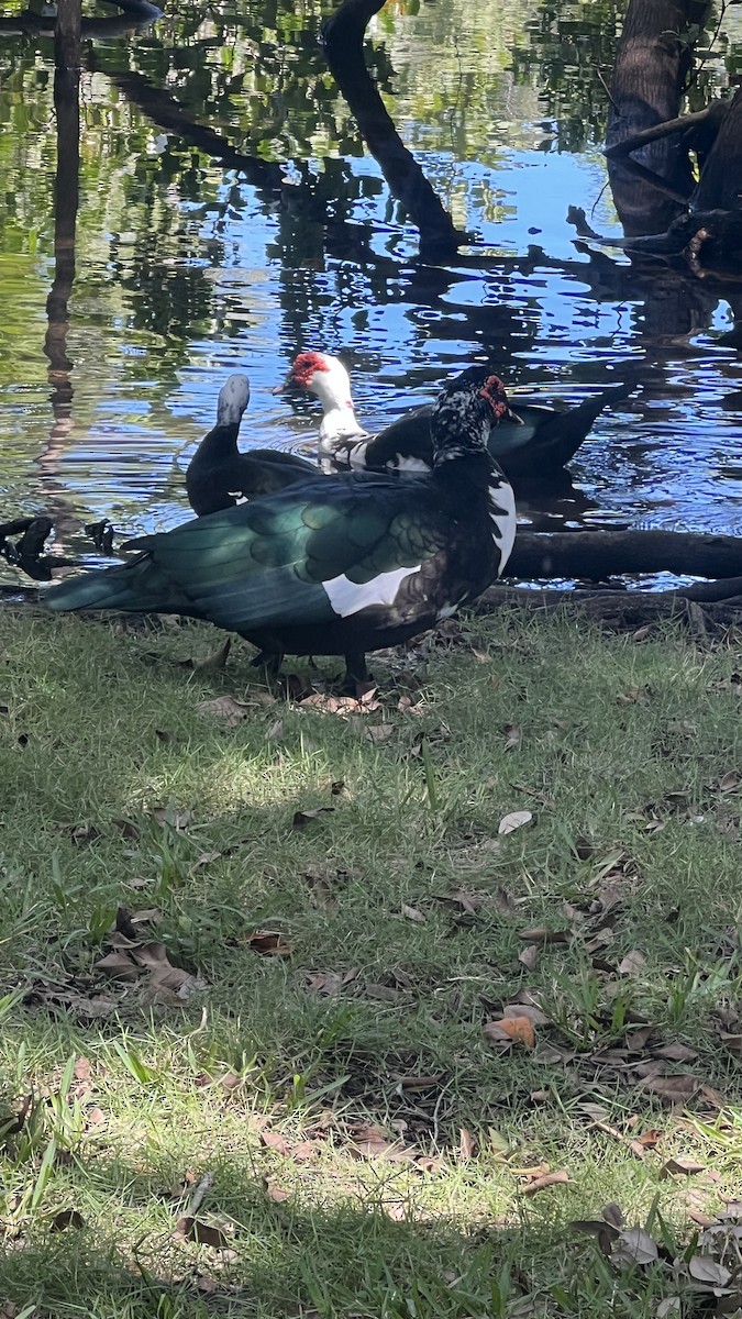 Muscovy Duck (Domestic type) - Richard Abbondante