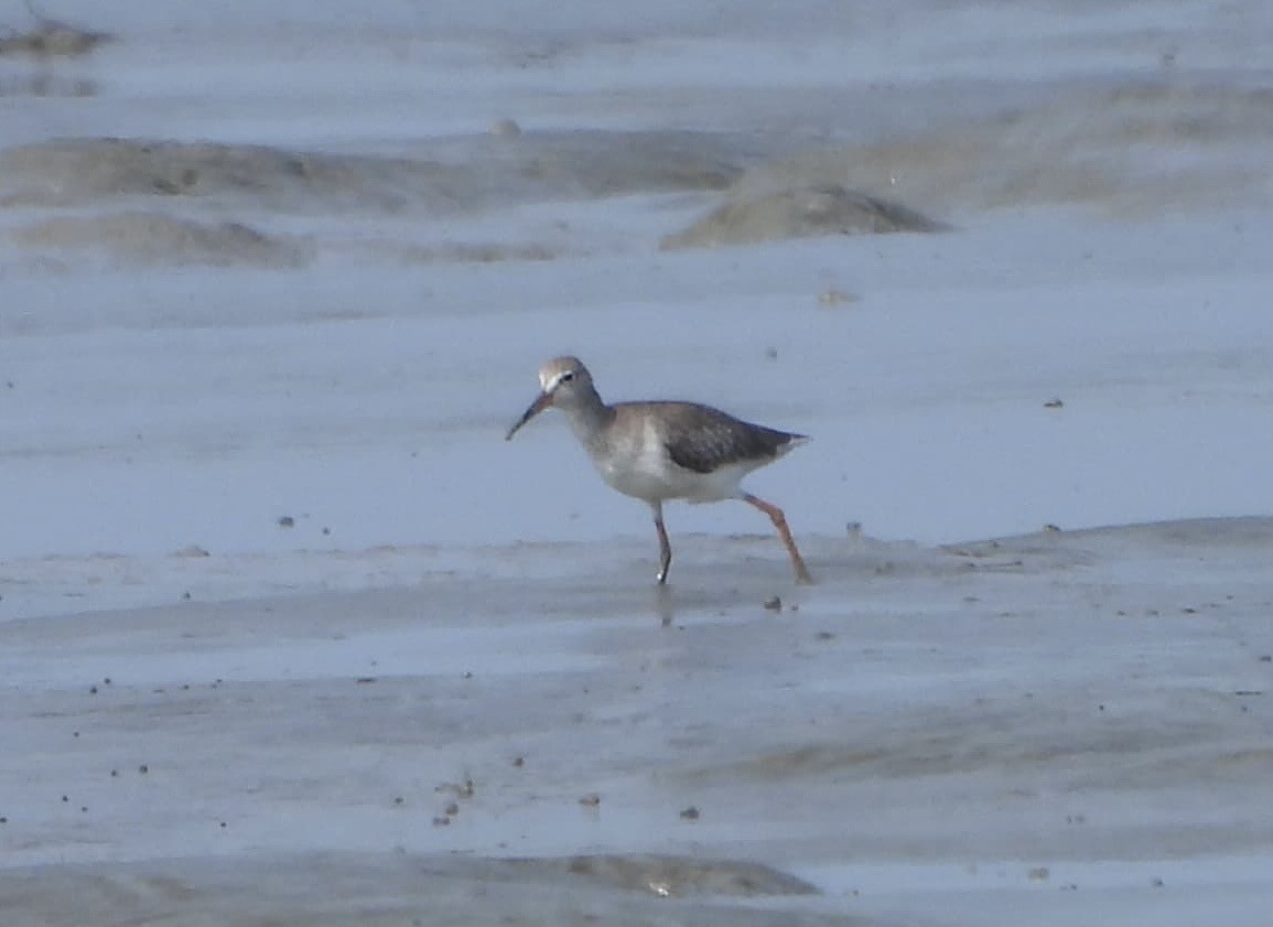 Common Redshank - ML624500135