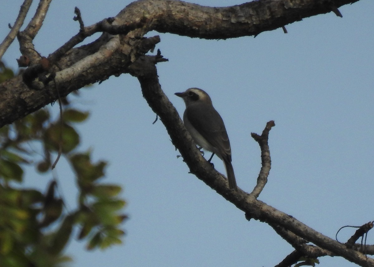 Common Woodshrike - ML624500145
