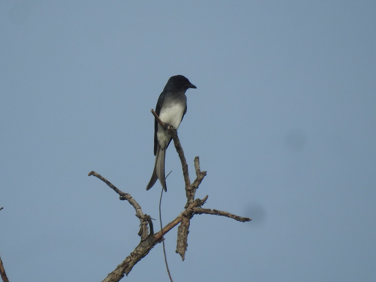 White-bellied Drongo - ML624500148