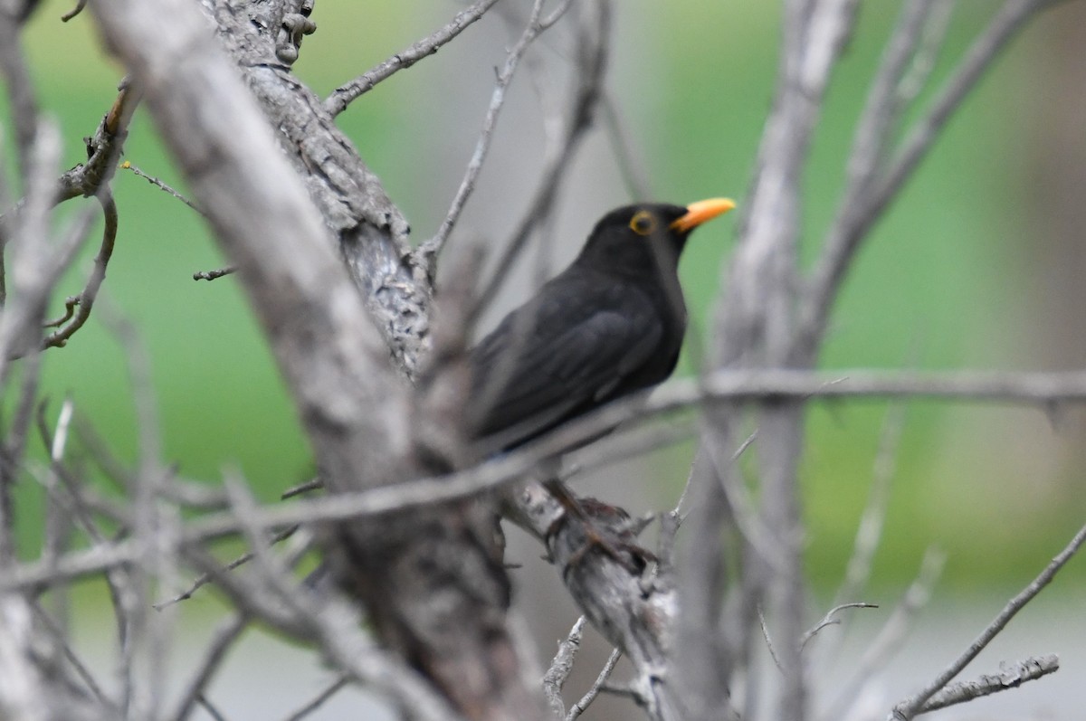 Eurasian Blackbird - Colin Dillingham