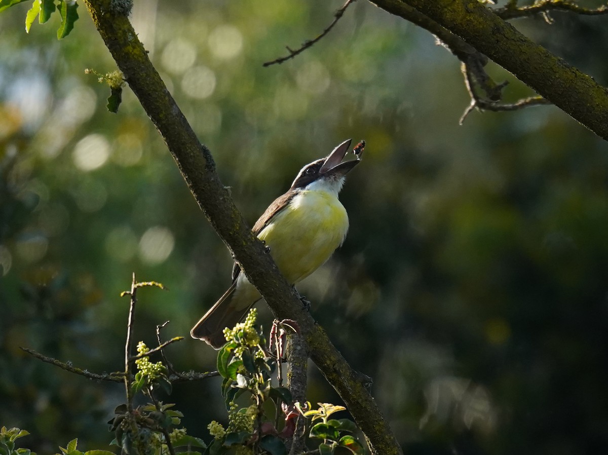 Boat-billed Flycatcher (South American) - ML624500161