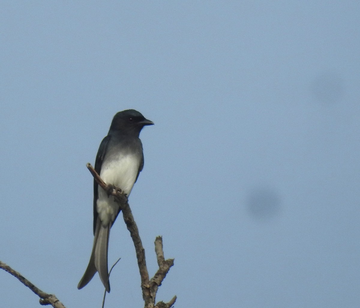 White-bellied Drongo - ML624500167