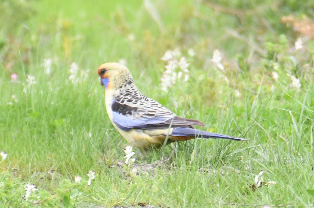 Crimson Rosella - ML624500192