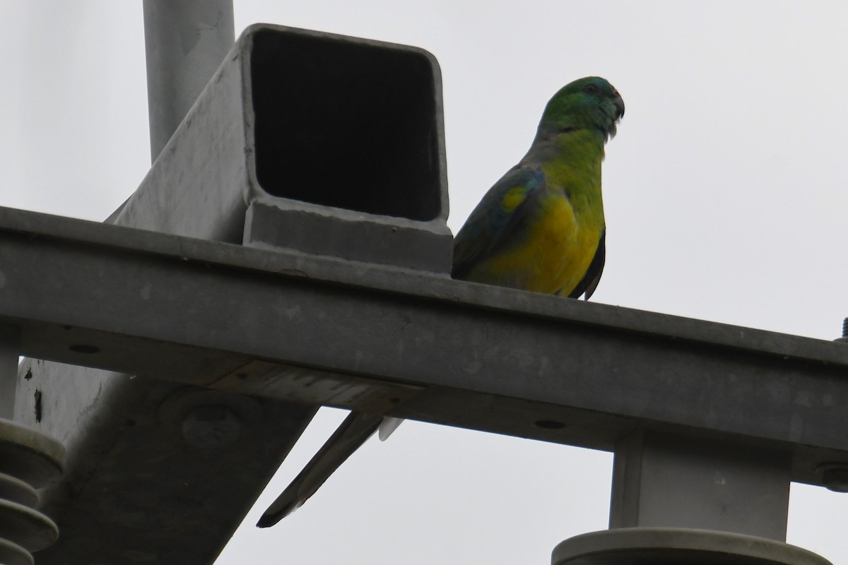 Red-rumped Parrot - ML624500203