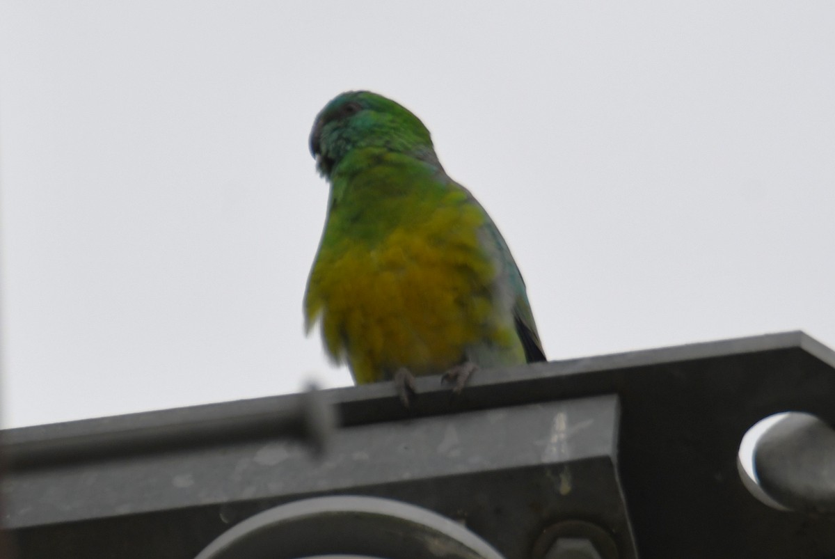 Red-rumped Parrot - ML624500204