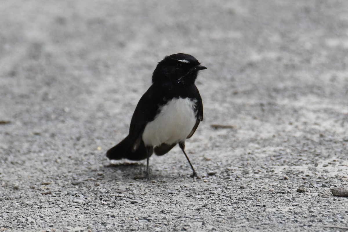 Willie-wagtail - ML624500208