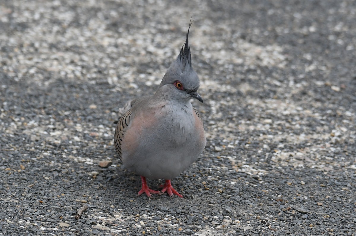 Crested Pigeon - ML624500211