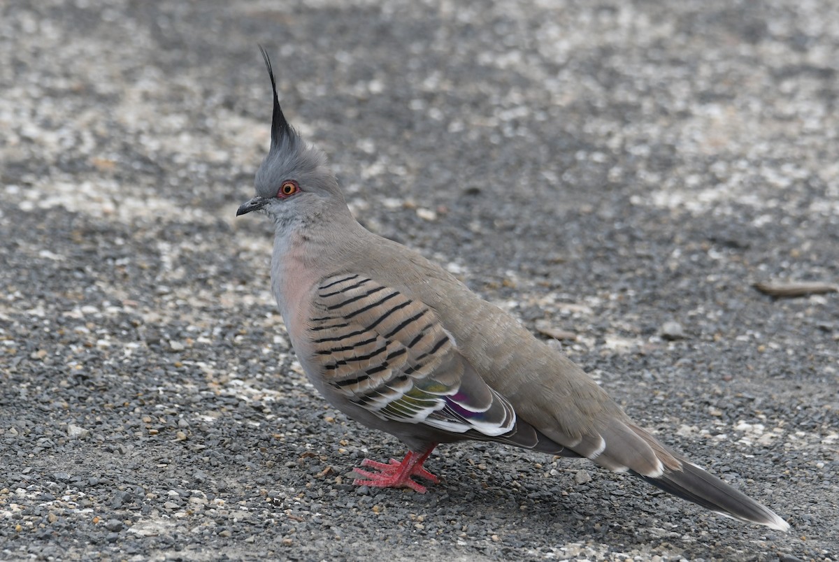 Crested Pigeon - ML624500212