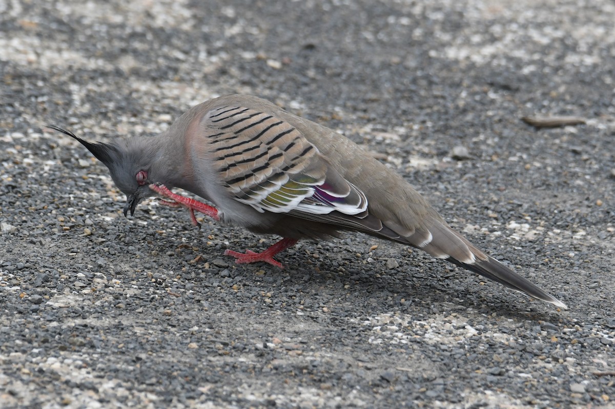 Crested Pigeon - ML624500213