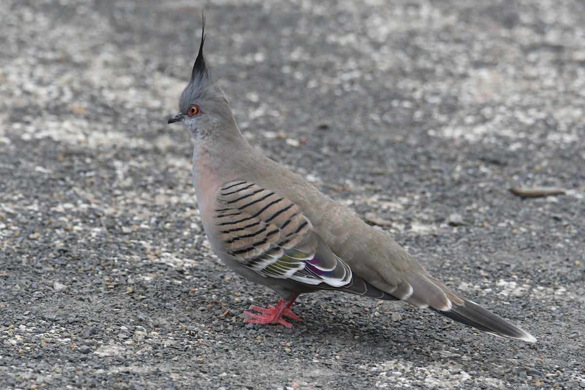 Crested Pigeon - Colin Dillingham