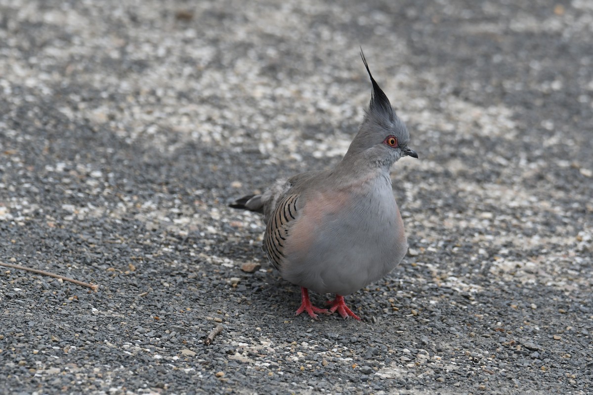 Crested Pigeon - ML624500215