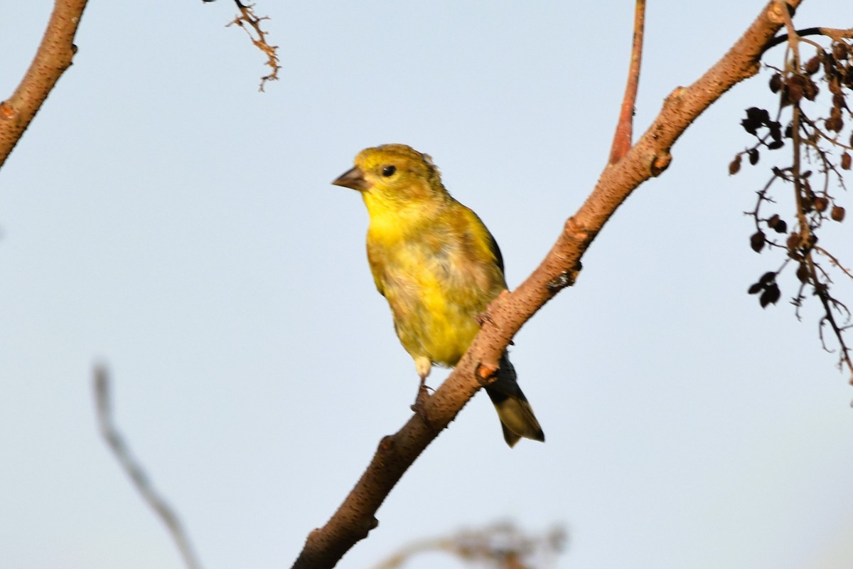 American Goldfinch - Mark Greene