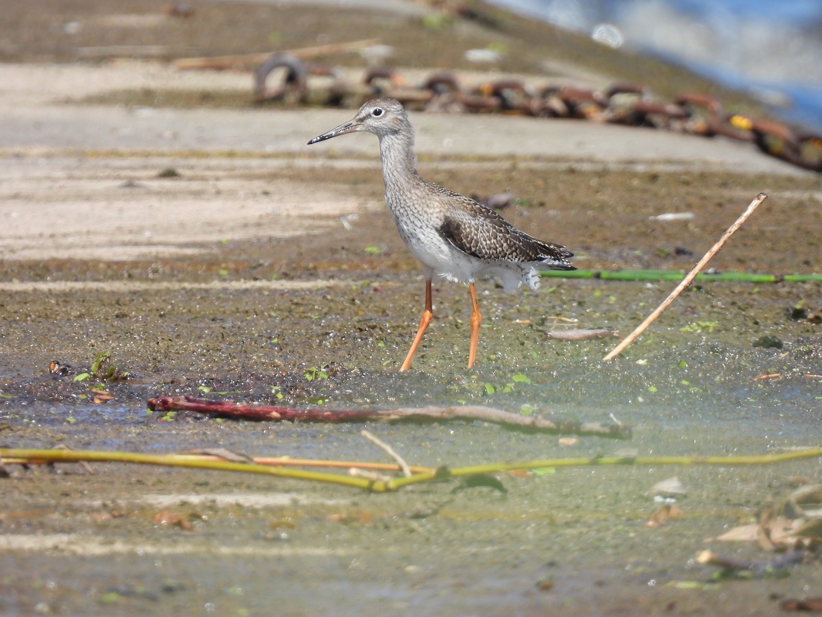 Common Redshank - ML624500258