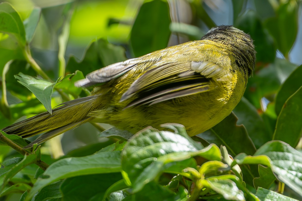 Santa Marta Warbler - ML624500281