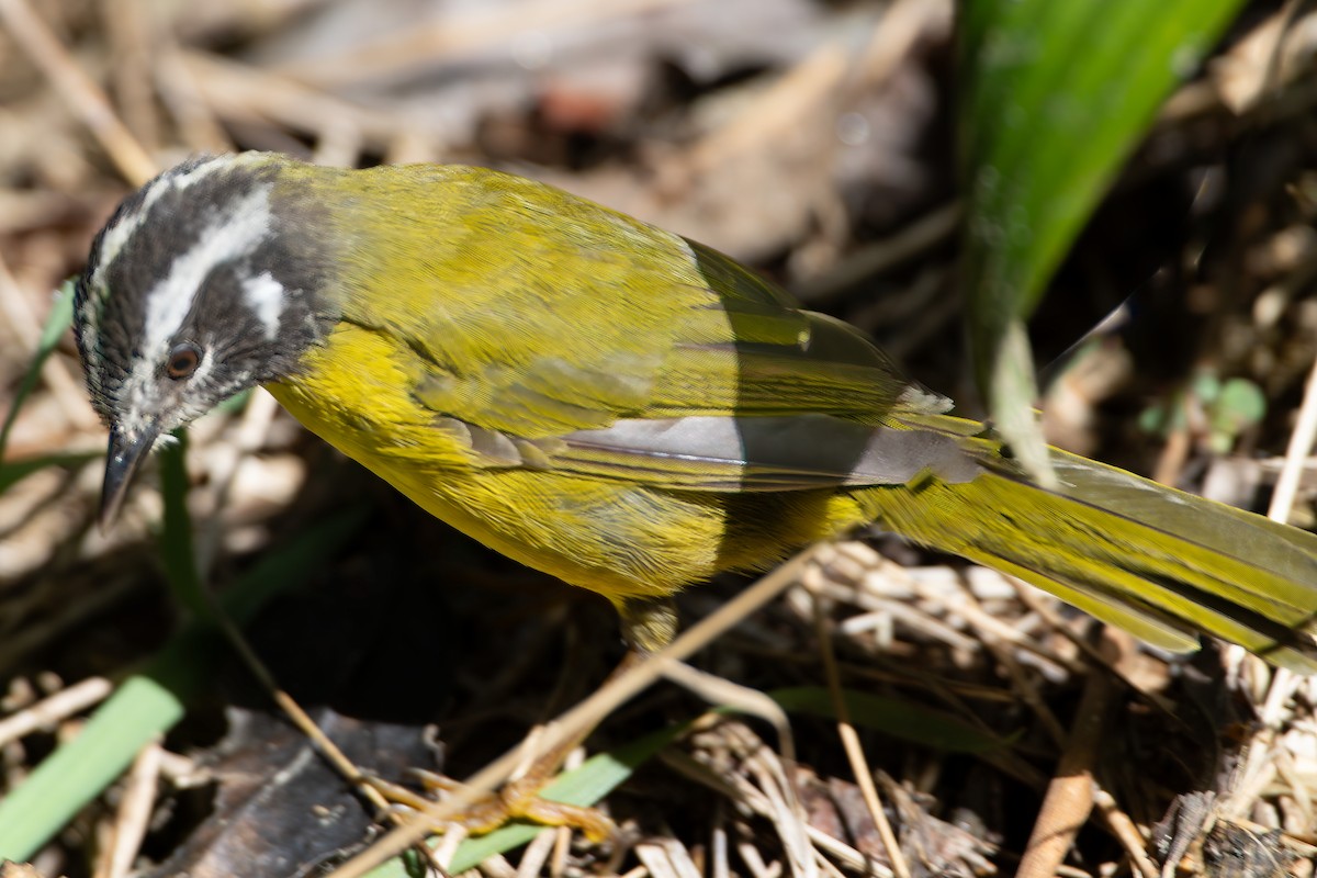 Santa Marta Warbler - ML624500282