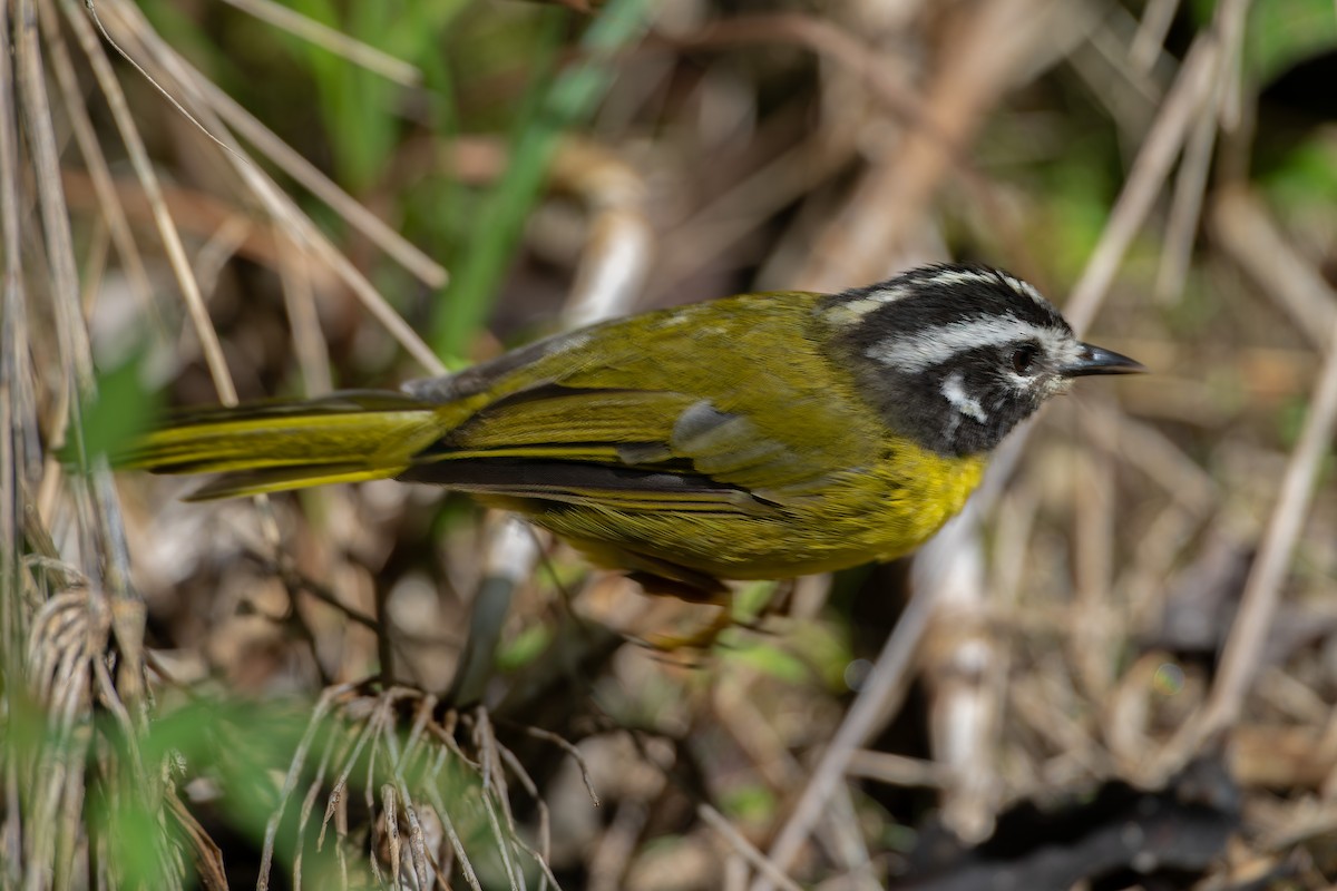 Santa Marta Warbler - ML624500283