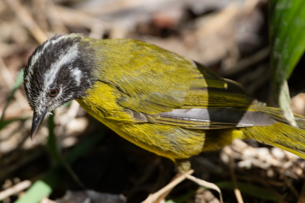 Santa Marta Warbler - ML624500284