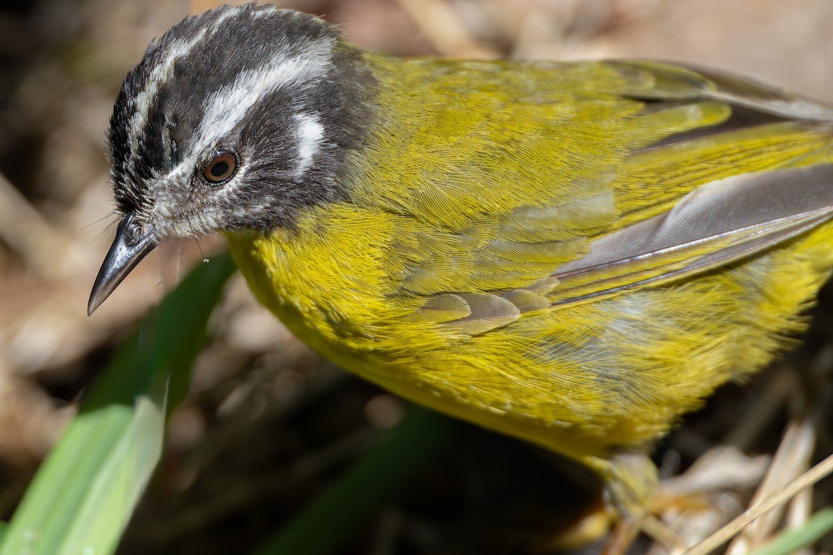 Santa Marta Warbler - ML624500285