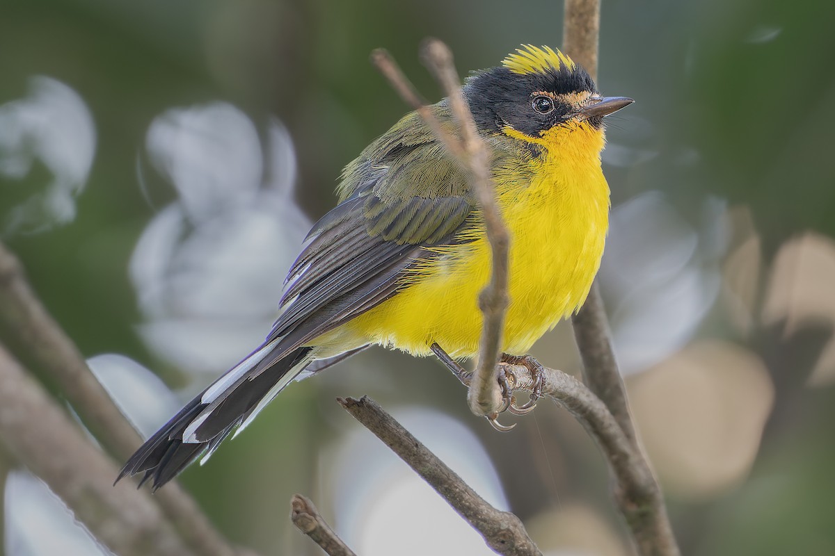 Yellow-crowned Redstart - ML624500303