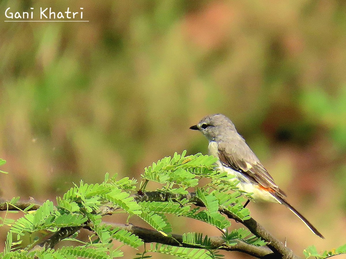 Small Minivet - ML624500354