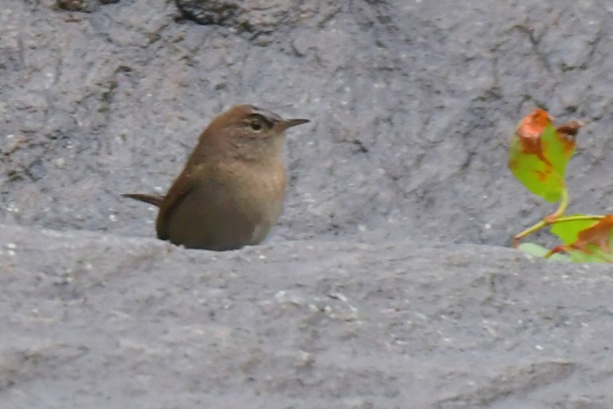 House Wren - ML624500355