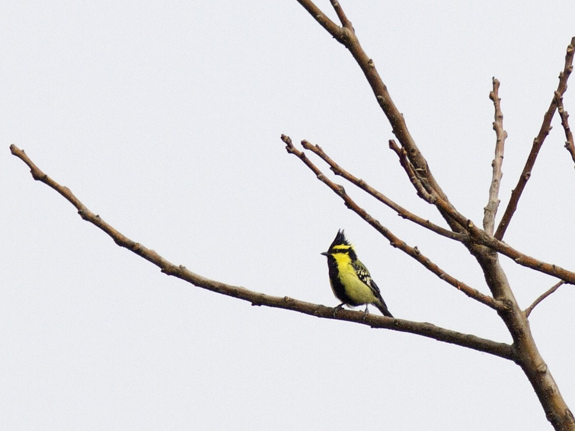 Himalayan Black-lored Tit - ML624500376