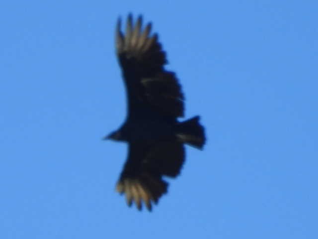 Black Vulture - ML624500407