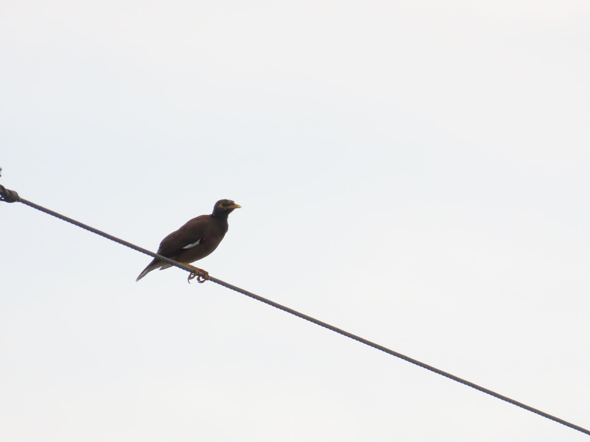 Common Myna - ML624500429